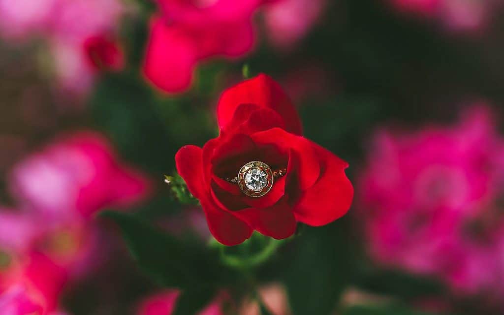 Wedding-ring-in-a-rose